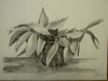 pianta-in-vaso-sd-carboncino-39x30